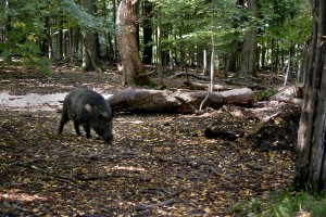 lainzer tiergarten in wien